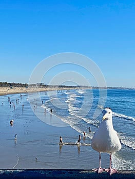Santa Monica Beach front southern California coastline seagull