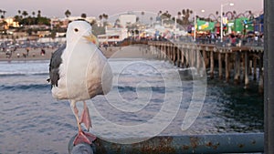 SANTA MONICA, LOS ANGELES, USA - 28 OCT 2019: Cute funny sea gull on pier railing. California summertime beach aesthetic, pink photo
