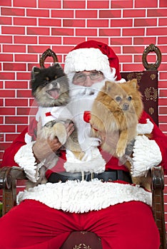 Santa Paws with two puppy dogs