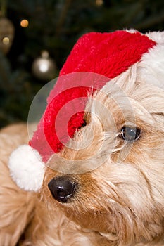 Santa puppy