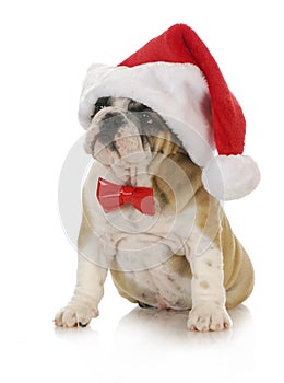 Santa puppy