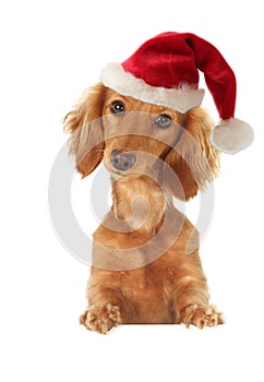 Santa puppy