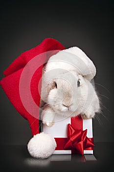 Santa rabbit hat with Christmas box