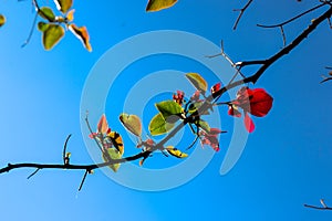 Santa Rita plant tree whit blue sky