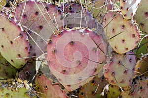 Santa Rita Prickly Pear