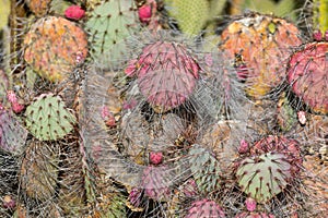 Santa Rita Prickly Pear Lit with Morning Sunlight