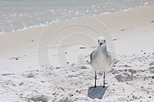 Santa rosa Beach