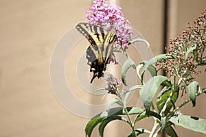 Santa Rosa, California is the largest city in California - butterfly Papilio machaon lso known as the common yellow swallowtail.