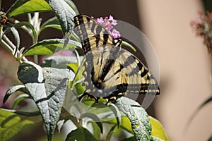 Santa Rosa, California is the largest city in California - butterfly Papilio machaon lso known as the common yellow swallowtail.