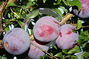 Santa Rosa Plum tree with fruits, Prunus salicina `Santa Rosa`