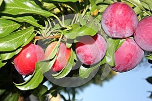 Santa Rosa Plum tree with fruits, Prunus salicina `Santa Rosa`