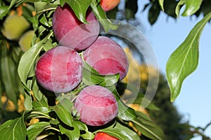 Santa Rosa Plum tree with fruits, Prunus salicina `Santa Rosa` photo