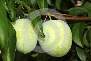 Santa Rosa Plum tree with young green  fruit, Prunus salicina `Santa Rosa`