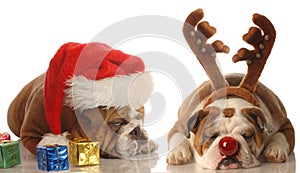 Santa and rudolph dogs photo