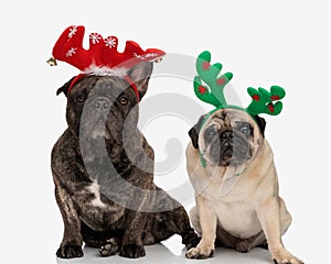 santa\'s little helpers puppies wearing reindeer headband and waiting for christmas