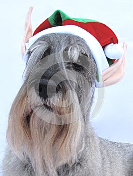 Santa's Little Schnauzer Helper