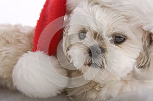 Santa Shih tzu