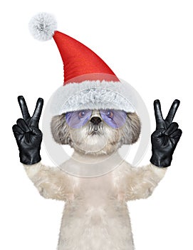 Santa sitzu dog with two victory fingers. Isolated on white