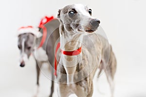 Santa whippets with christmas cart