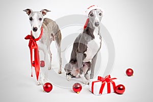 Santa whippets with christmas ginf and red baubles