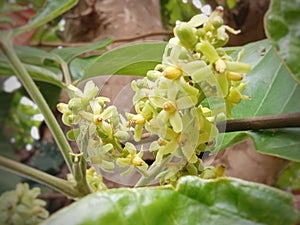 Santal flower that will become fruit