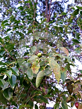 Santalum album or East Indian sandalwoor