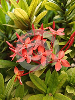 Santan Flower