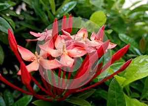 Santan flower after rain