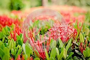 Santan Ixora coccinea