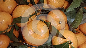 Santang oranges are very delicious and have many benefits