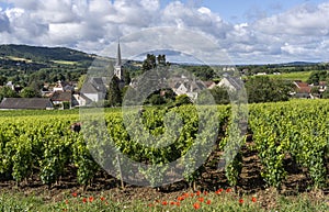 Santenay with Vineyard in Burgundy