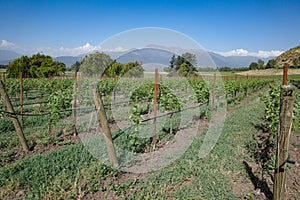 Santiago, Chile - 25 Nov, 2023: Haras de Pirque Vineyard and winery, near Santiago, Chile photo