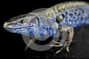 Santo Ianni Islet wall lizard Podarcis sicula paulae