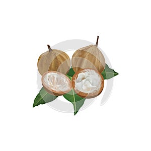 Santol Fruits Krathong originated Tropical  in thailand