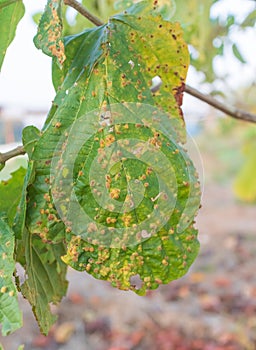 Santol leaves are knotting caused by some aphids