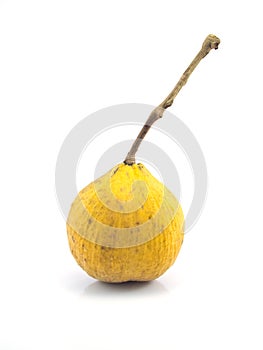 Santol meliaceae fruit isolated