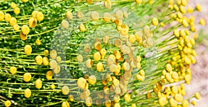 Santolina chamaecyparissus, traditional wild medicinal plant wit