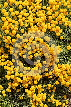 Santolina chamaecyparissus, traditional wild medicinal plant with yellow flowers