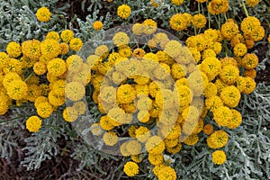 Santolina chamaecyparissus with yellow flowers