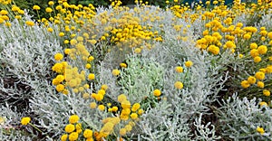 Santolina chamaecyparissus with yellow flowers