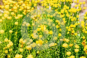 Santolina chamaecyparissus with yellow flowers