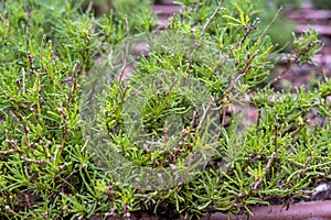 Santolina rosmarinifolia or Green Lavender Cotton or Green Santolina, Holy Flax shrub