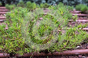 Santolina rosmarinifolia or Green Lavender Cotton or Green Santolina, Holy Flax shrub