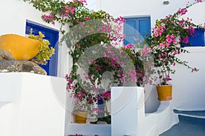 Santorini - blooming pink bougainvillea in front of typical Greek white house, blue wooden shutter, yellow pots