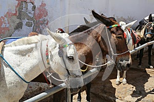 Santorini Donkey Greece