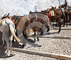 Santorini Donkeys