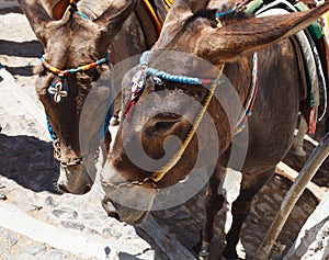 Santorini Donkeys