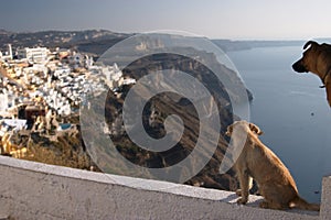 Santorini, Greece, dogs in Thira