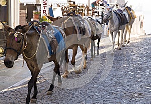 Santorini horses