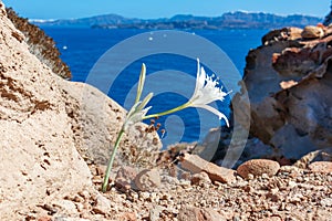 Santorini island, Greece: White wild flower close on a blurry background